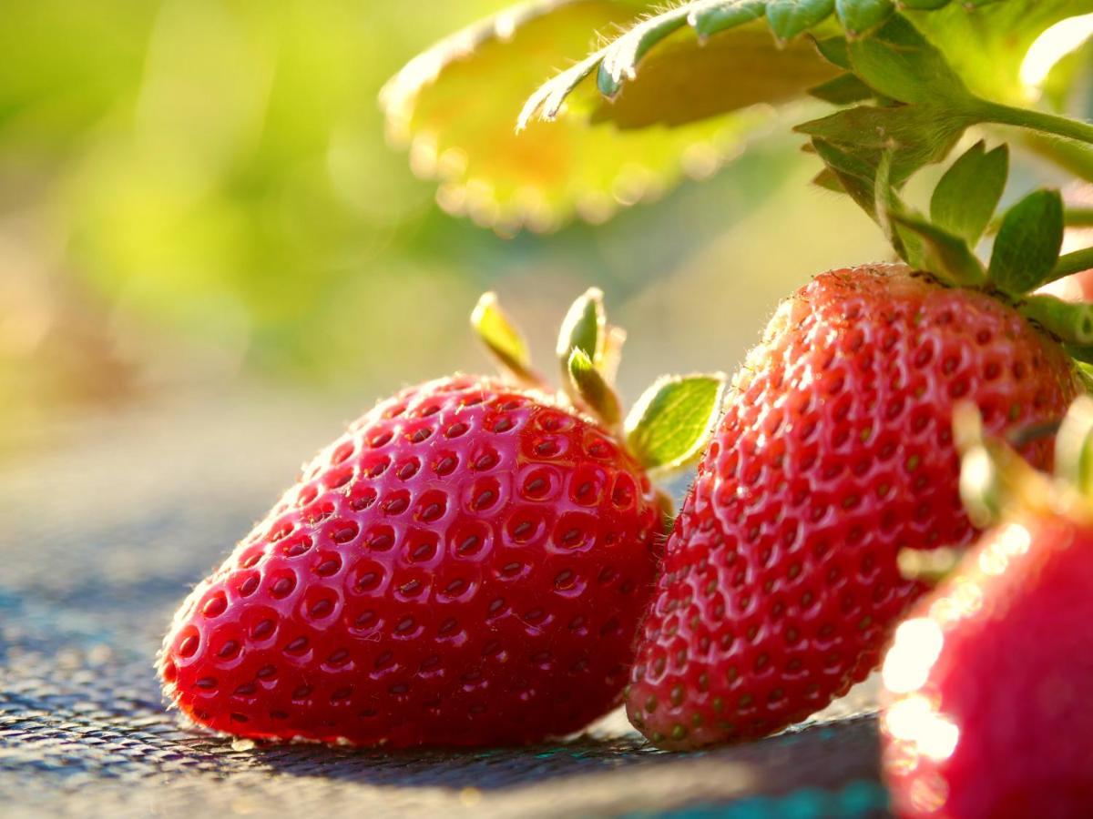 Verde Agua Agroturismo E Agricultura Biologica Couto Екстериор снимка