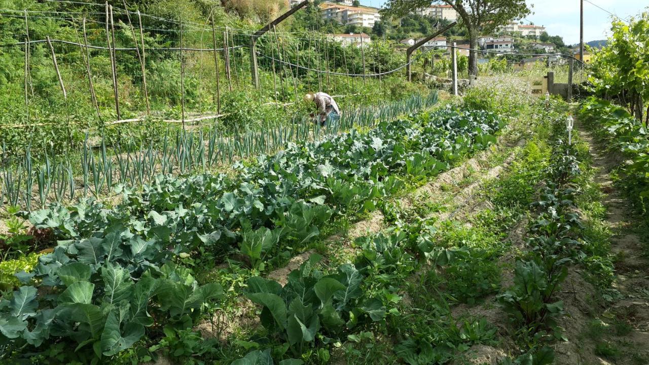 Verde Agua Agroturismo E Agricultura Biologica Couto Екстериор снимка