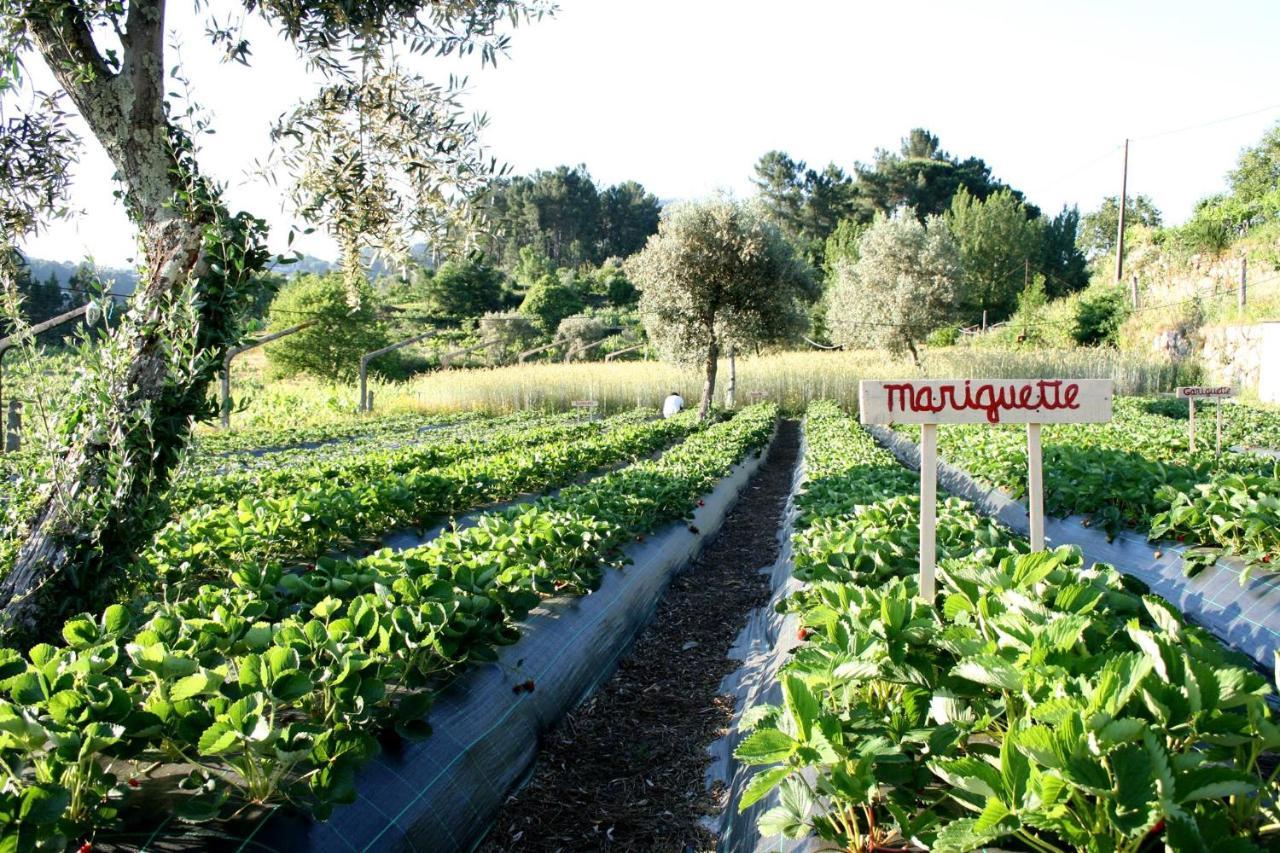 Verde Agua Agroturismo E Agricultura Biologica Couto Екстериор снимка