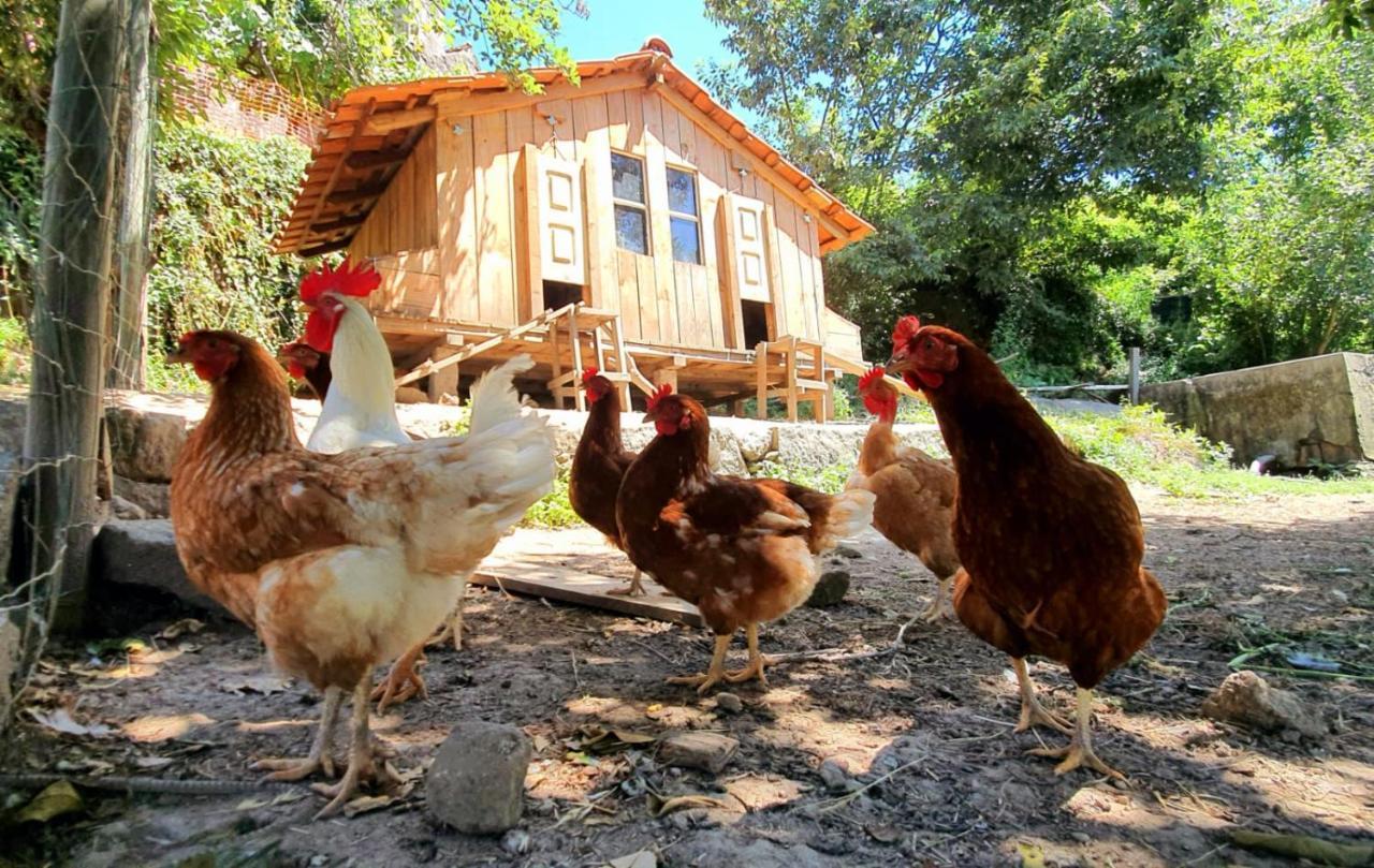 Verde Agua Agroturismo E Agricultura Biologica Couto Екстериор снимка